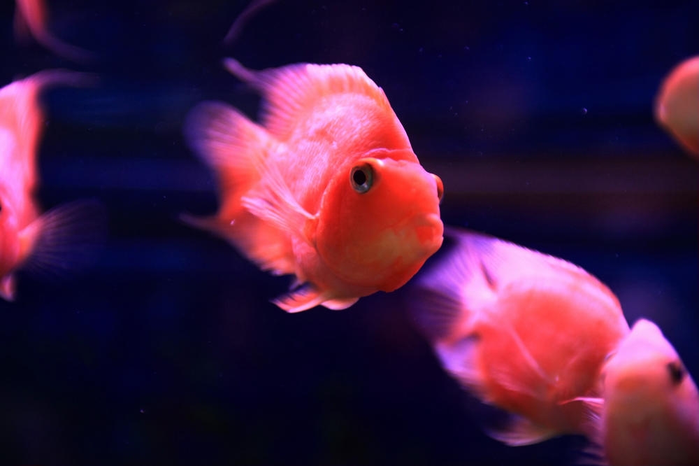 点击大图看下一张：全身红红的鹦鹉鱼图片