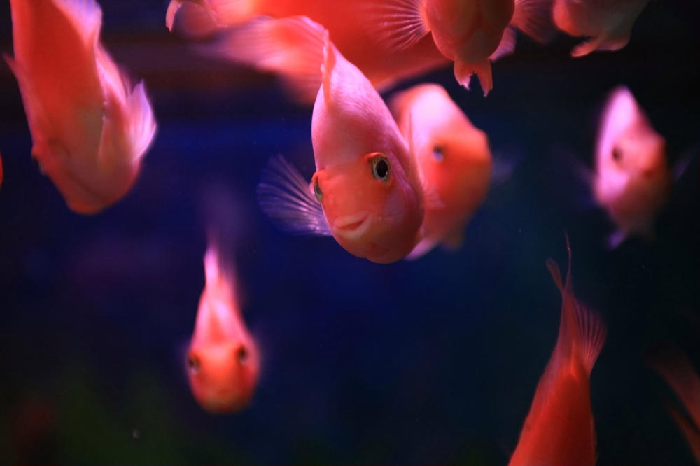 点击大图看下一张：全身红红的鹦鹉鱼图片