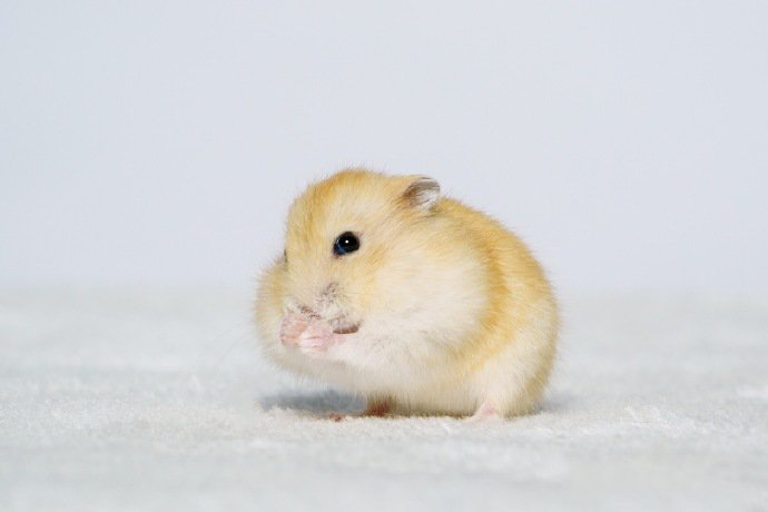 点击大图看下一张：一组小巧可爱的小仓鼠图片