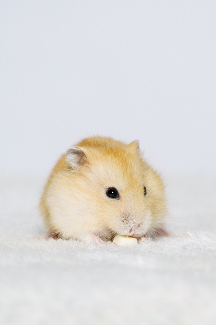 点击大图看下一张：一组小巧可爱的小仓鼠图片