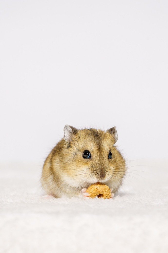 点击大图看下一张：正在吃饼干的小仓鼠图片