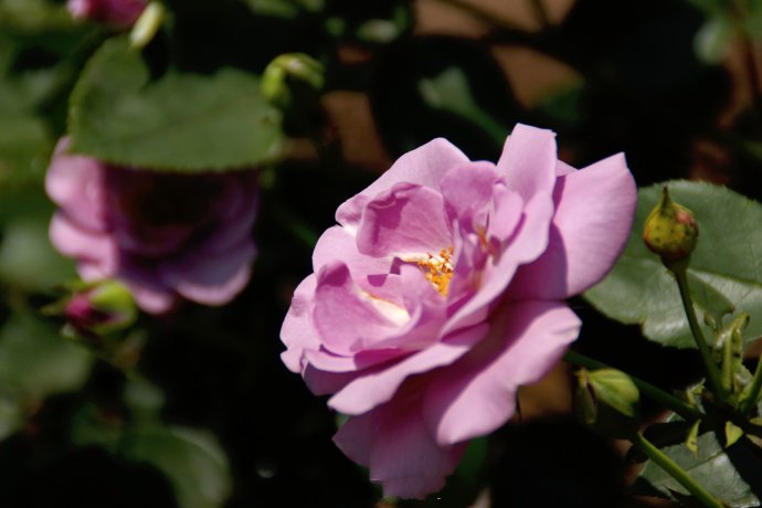 点击大图看下一张：一组美丽绽放的蔷薇花图片