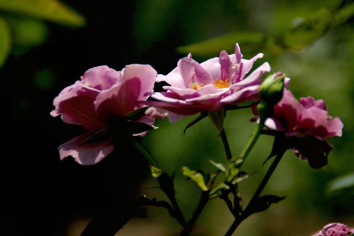 点击大图看下一张：一组美丽绽放的蔷薇花图片