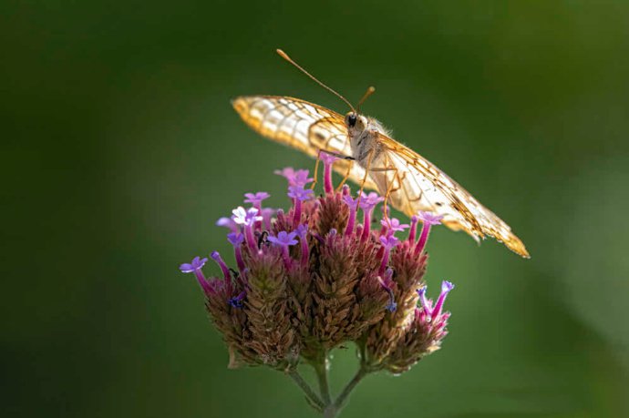 点击大图看下一张：一组超唯美的蝴蝶恋花图片