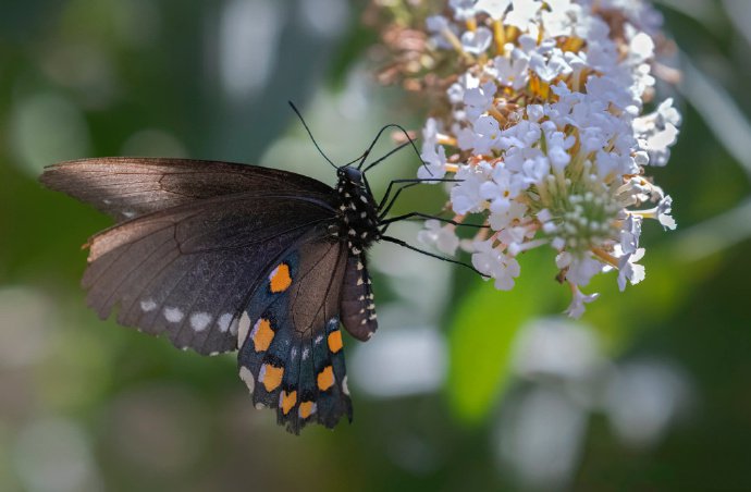 点击大图看下一张：一组超唯美的蝴蝶恋花图片