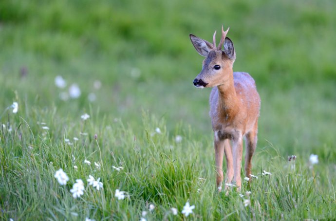 点击大图看下一张：一组可爱的小鹿图片欣赏