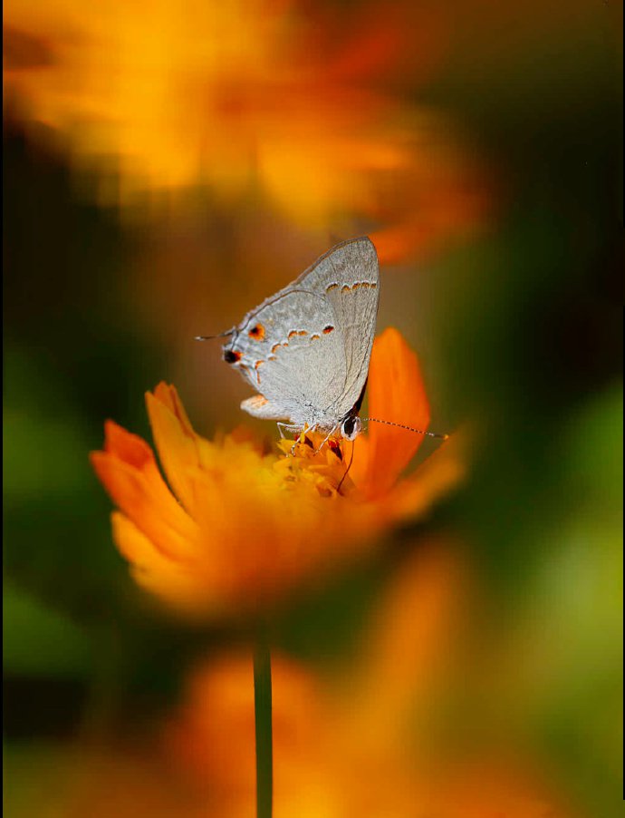 点击大图看下一张：一组微距离超唯美的蝴蝶图片