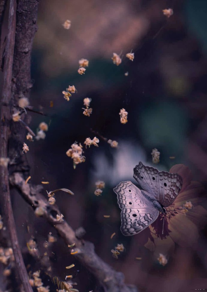 点击大图看下一张：一组微距离超唯美的蝴蝶图片