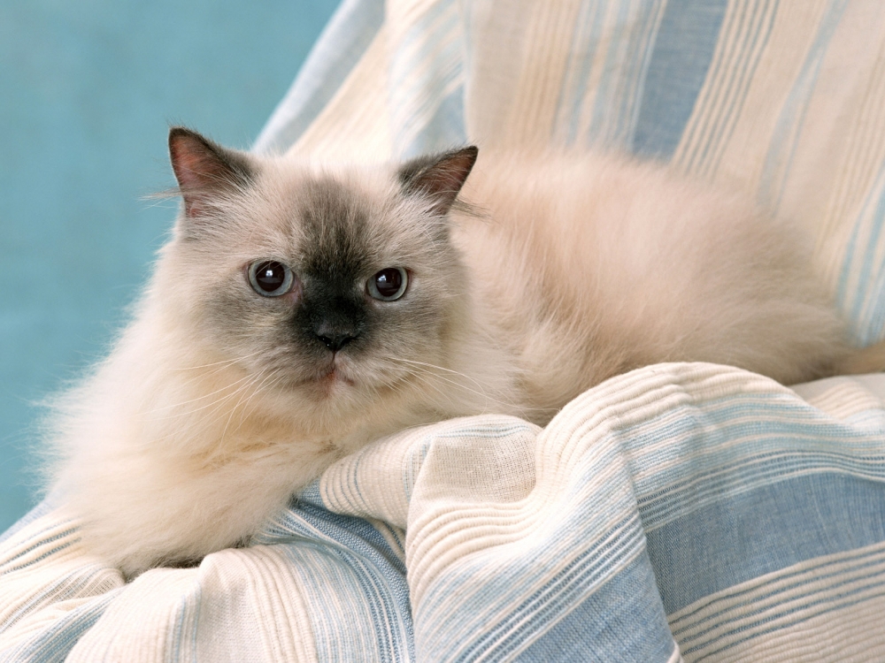点击大图看下一张：惹人喜爱的伯曼猫图片