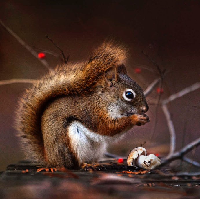 点击大图看下一张：爱吃板栗的可爱小松鼠图片