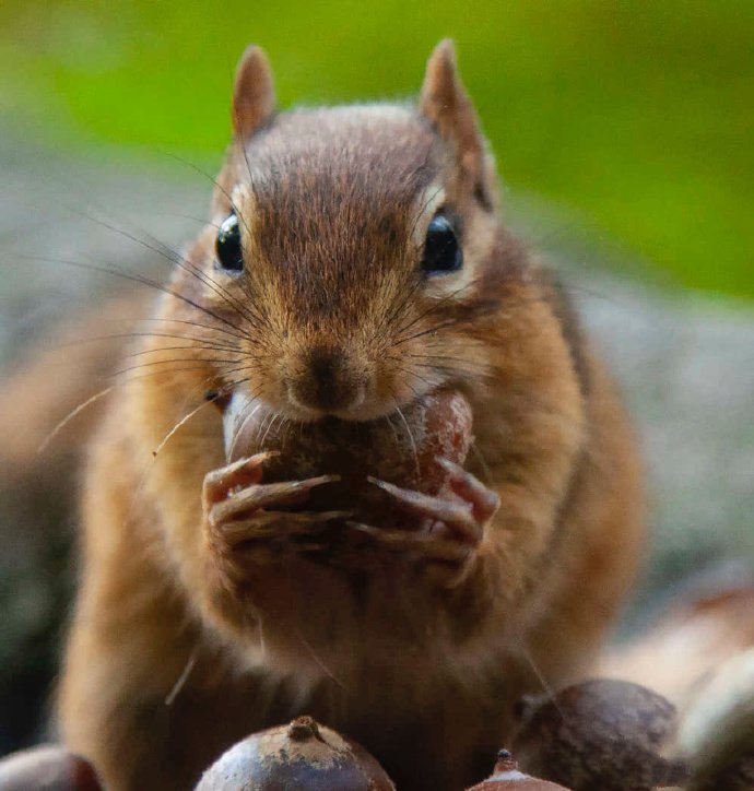 点击大图看下一张：爱吃板栗的可爱小松鼠图片