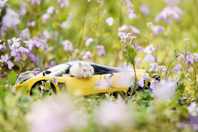 点击大图看下一张：一组坐法拉利的可爱小仓鼠图片
