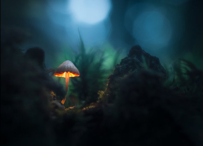 点击大图看下一张：一组密林深处唯美的蘑菇图片