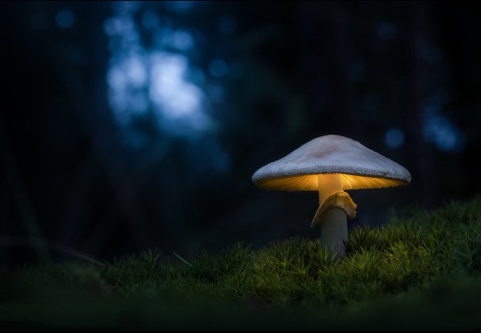 点击大图看下一张：一组密林深处唯美的蘑菇图片