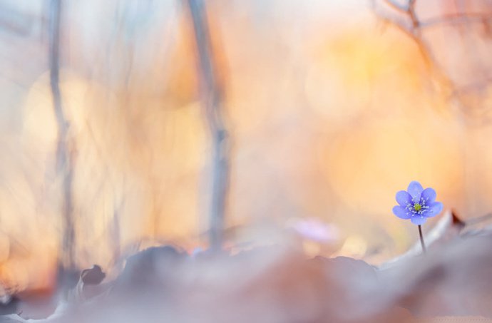点击大图看下一张：梦幻般的微距花卉摄影作品