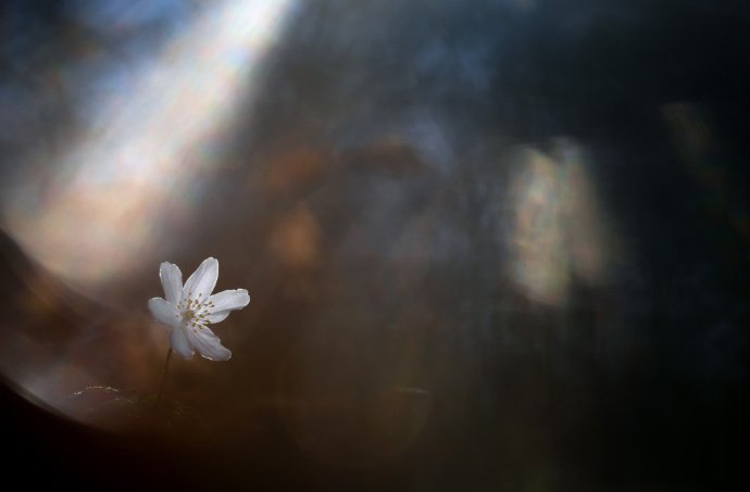 点击大图看下一张：梦幻般的微距花卉摄影作品