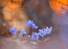 梦幻般的微距花卉摄影作品
