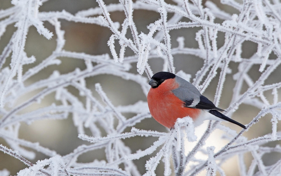 点击大图看下一张：白雪皑皑中的可爱小鸟图片