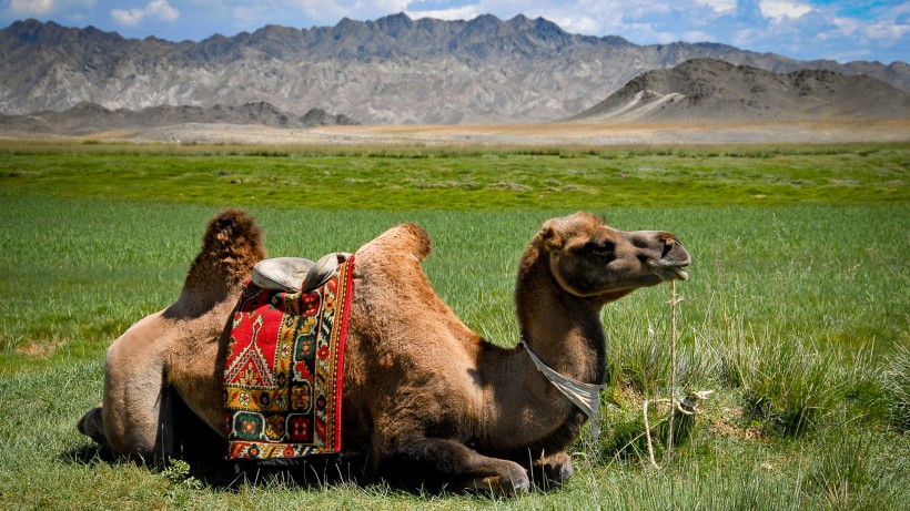 点击大图看下一张：呆萌可爱的沙漠之舟骆驼图片