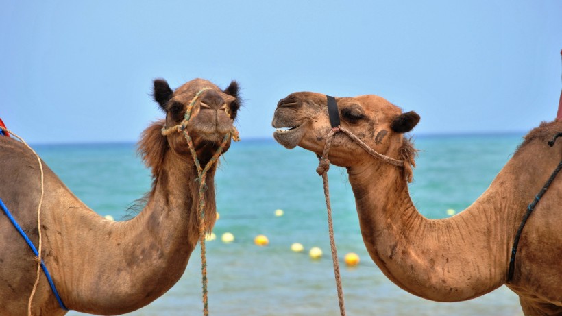 点击大图看下一张：呆萌可爱的沙漠之舟骆驼图片