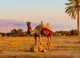 呆萌可爱的沙漠之舟骆驼图片