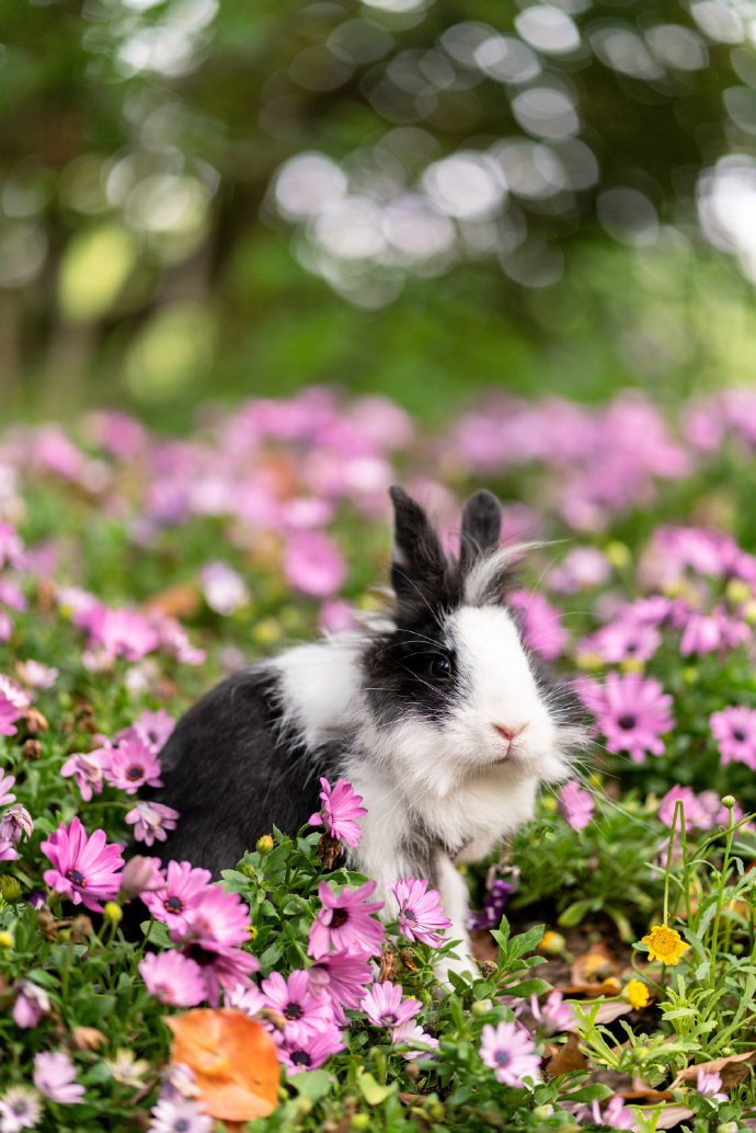 点击大图看下一张：一组超可爱的黑白色小兔兔