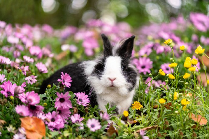 点击大图看下一张：一组超可爱的黑白色小兔兔