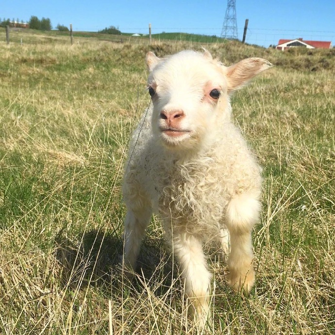 点击大图看下一张:真想无忧无虑的做一只羊咩咩