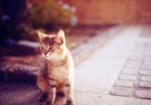 点击大图看下一张：散发安静魅力的小猫图片