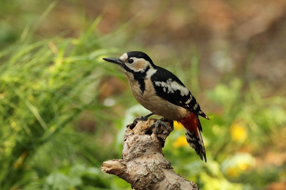 点击大图看下一张：一组常见的啄木鸟图片