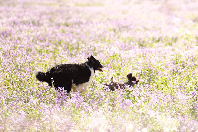 点击大图看下一张:在花海中跳跃的边牧图片