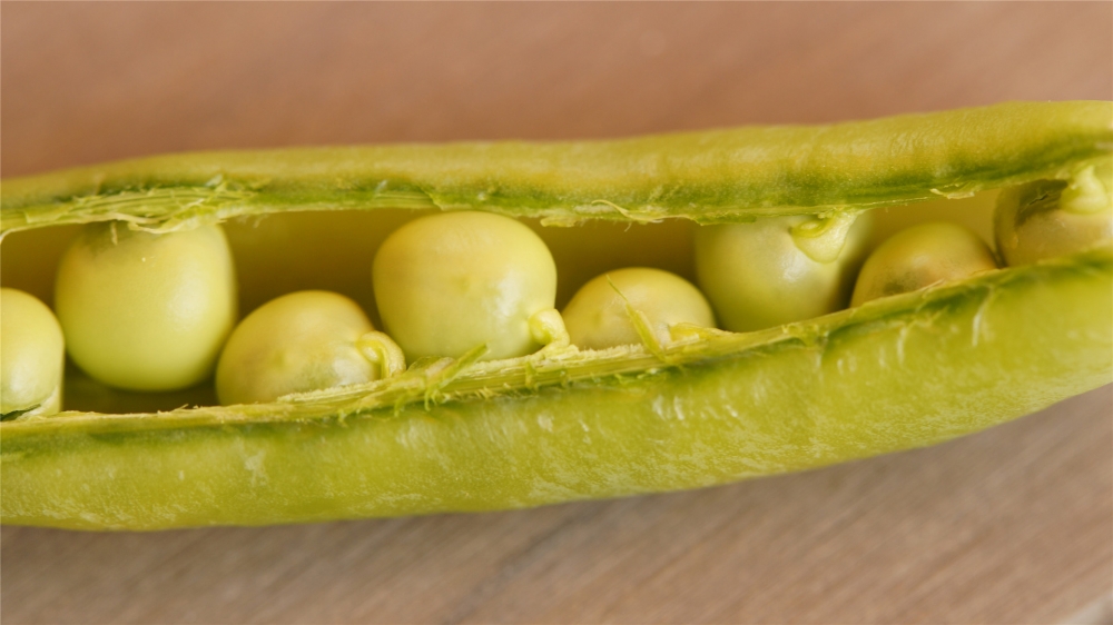 点击大图看下一张：绿色的豌豆高清桌面壁纸