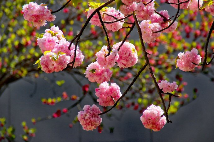 点击大图看下一张：一组唯美大朵大朵的樱花图片