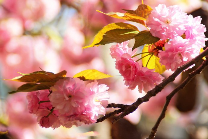 点击大图看下一张：一组唯美大朵大朵的樱花图片