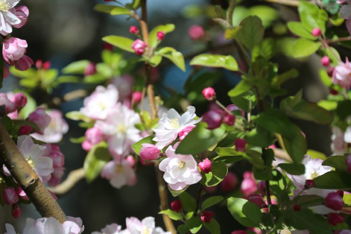 点击大图看下一张：一组粉嫩好看的海棠花图片