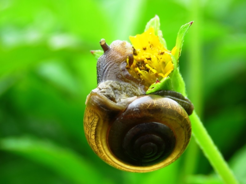 点击大图看下一张：春雨过后出现的野生蜗牛生态动物图片
