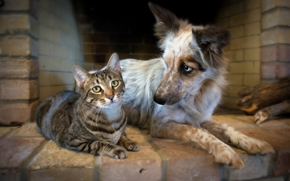 点击大图看下一张：呆在一起的猫狗动物图片