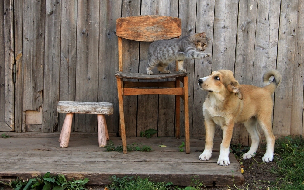 点击大图看下一张：呆在一起的猫狗动物图片