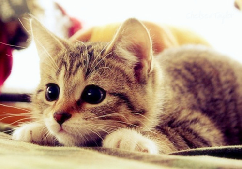 点击大图看下一张：可爱迷人的小猫图片
