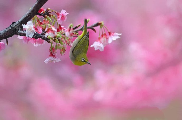 点击大图看下一张：新春花丛中的小鸟图片