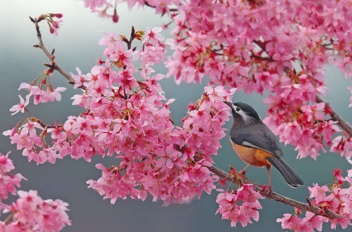 点击大图看下一张：新春花丛中的小鸟图片