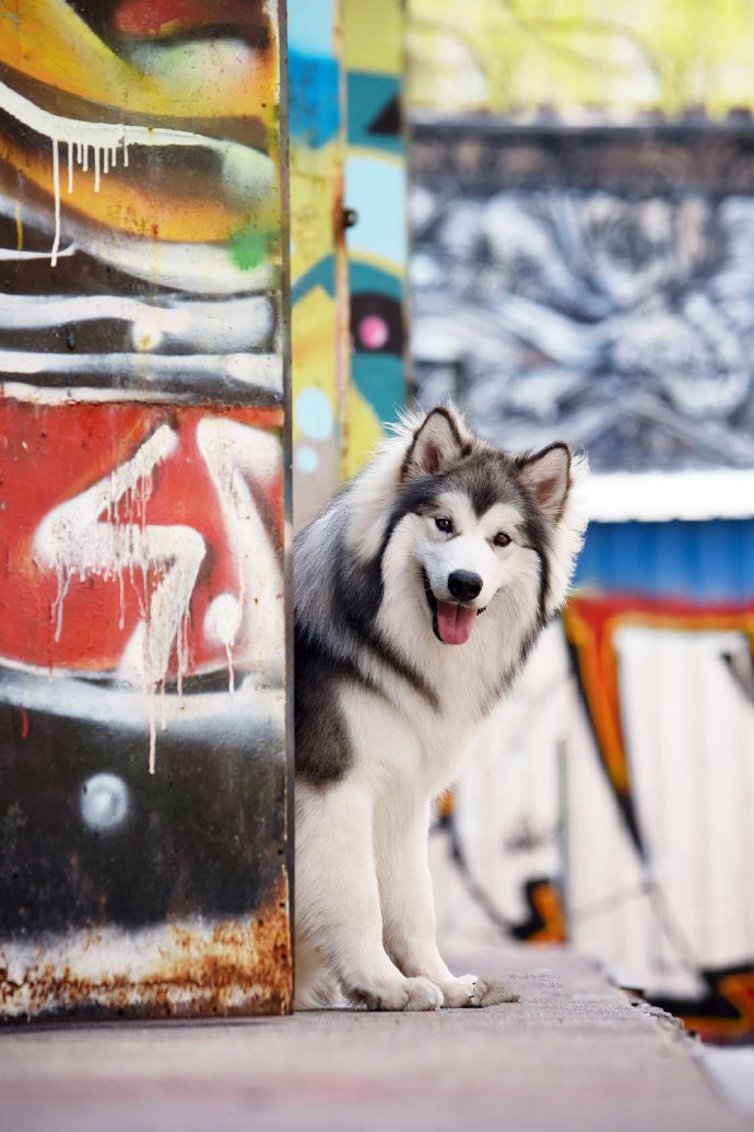 点击大图看下一张:一组很甜很甜的阿拉斯加图片