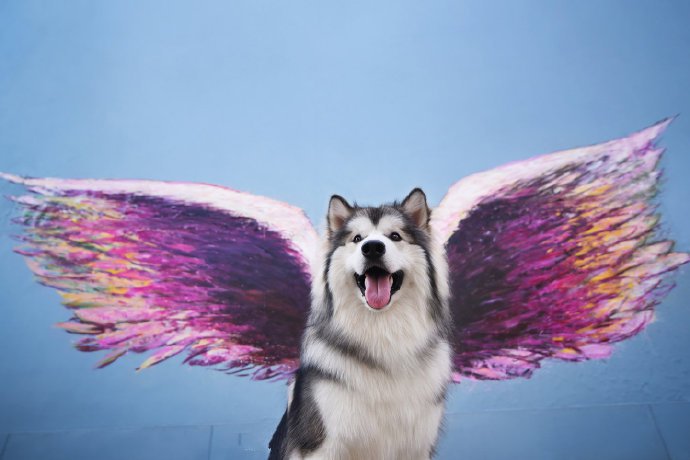 点击大图看下一张:一组很甜很甜的阿拉斯加图片