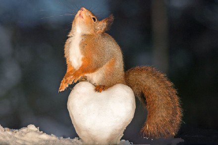 点击大图看下一张：松鼠的唯美浪漫的节日写真