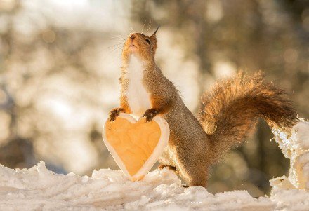 点击大图看下一张：松鼠的唯美浪漫的节日写真