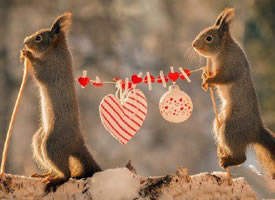 松鼠的唯美浪漫的节日写真