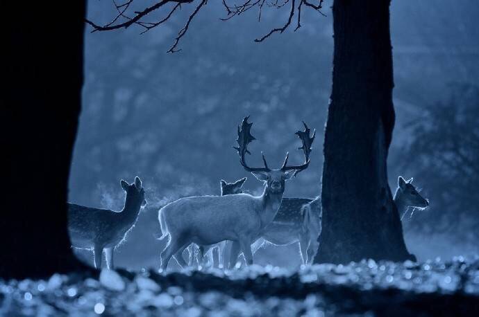 点击大图看下一张：孤寂的暗夜唯美的麋鹿图片