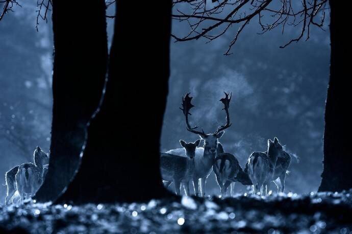 点击大图看下一张：孤寂的暗夜唯美的麋鹿图片