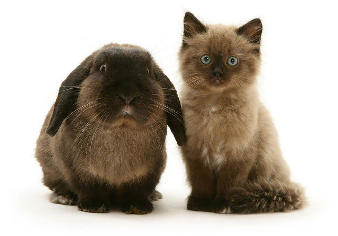 点击大图看下一张：相同颜色的小兔子和猫猫图片