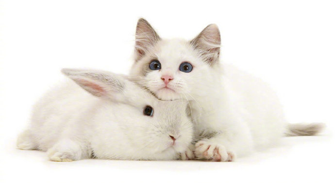 点击大图看下一张：相同颜色的小兔子和猫猫图片
